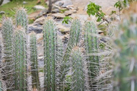 Green Cactus Plants with Sharp White Spines Stock Photos