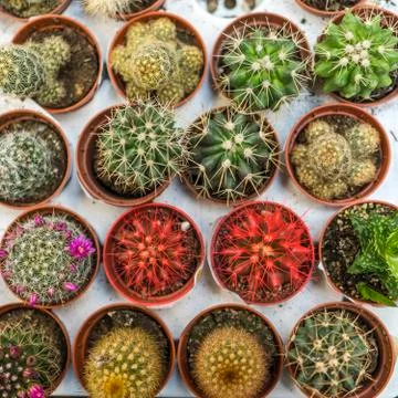 Green cactus in a pot, Stock Photos