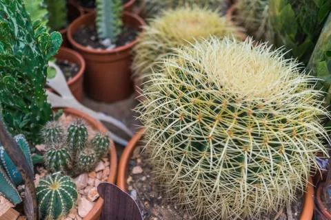 Green cactus in a pot, Stock Photos
