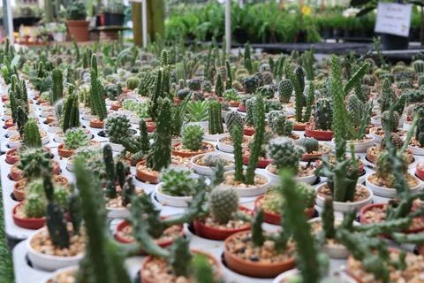 Green cactus in pot. Stock Photos