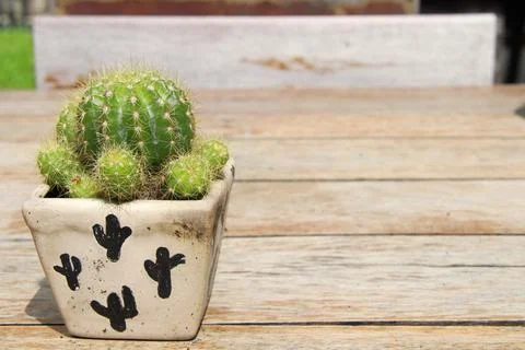 Green cactus in pot on table. Stock Photos