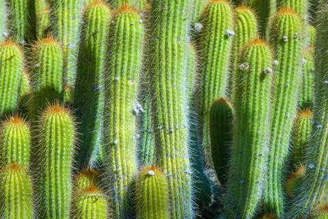 Green Cactus With Repeating Pattern 写真素材