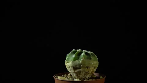 Green cactus rotates on dark background. Stock Footage 88546522