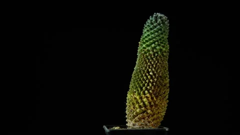 Green cactus rotates on dark background. Stock Footage 88548326