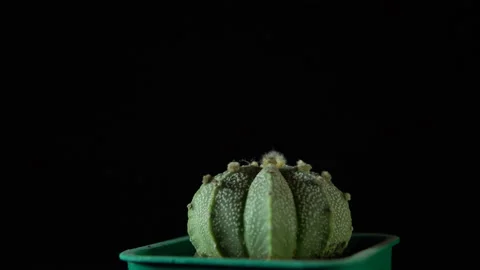 Green cactus rotates on dark background. Stock Footage 88548575