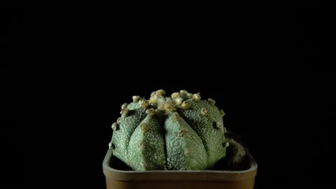 Green cactus rotates on dark background. Stock Footage 88549707