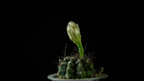 Green cactus with sharp needles and flower bud rotates on dark background. Stock Footage 88545137