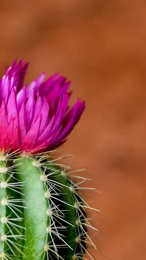 Green cactus with sharp needles and pink purple flower Stock Footage 284207845