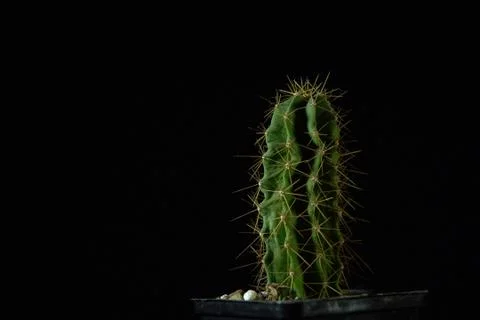 Green cactus with sharp needles on dark background. Stock Photos