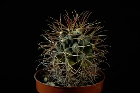 Green cactus with sharp needles on dark background. 库存照片
