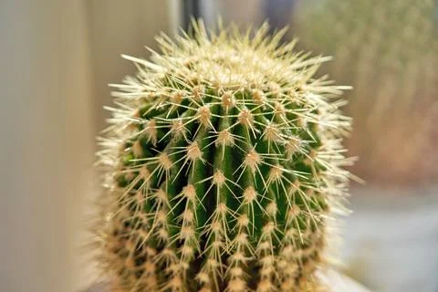 Green cactus with sharp needles macro photography of plants in the sun Stock Photos