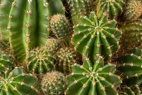 Green cactus with sharp needles Stock Photos