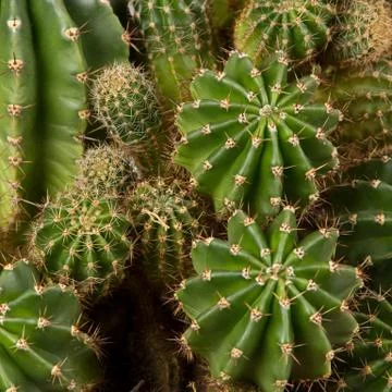 Green cactus with sharp needles Foto stock