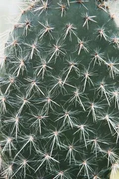 Green cactus with sharp needles Stock Photos