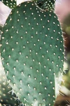 Green cactus with sharp needles Stock Photos