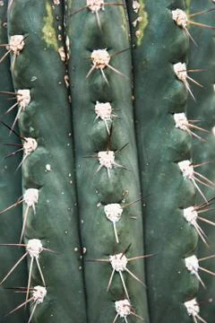 Green cactus with sharp needles Stock Photos