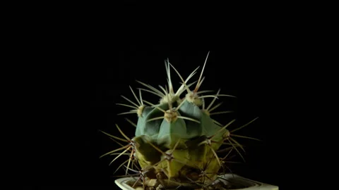 Green cactus with sharp needles rotates on dark background. Stock Footage 88545893