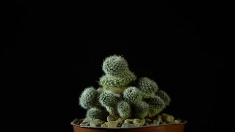 Green cactus with sharp needles rotates on dark background. Stock Footage 88546341