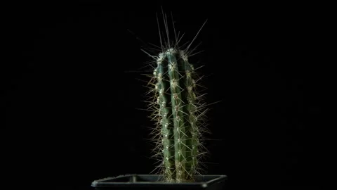 Green cactus with sharp needles rotates on dark background. Stock Footage 88546712