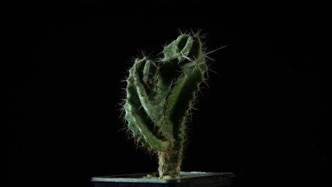Green cactus with sharp needles rotates on dark background. Stock Footage 88546918