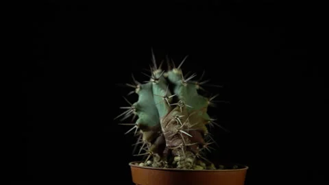 Green cactus with sharp needles rotates on dark background. Stock Footage 88548765