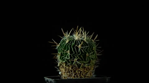 Green cactus with sharp needles rotates on dark background. Stock Footage 88549030