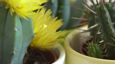 Green cactus with sharp needles rotates. Stock Footage 89700824