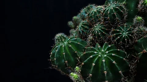 Green cactus with sharp needles rotates on a dark background. Close up of cac Vídeo Stock 106197269