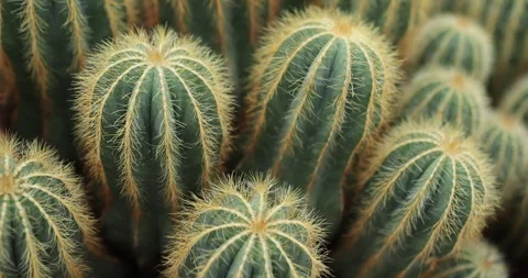 Green Cactus with Sharp Spikes Stock Footage 266443142