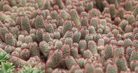 Green Cactus with Sharp Spikes Stock Footage 266445323