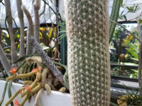 Green cactus with sharp spikes or thorns Stock Photos