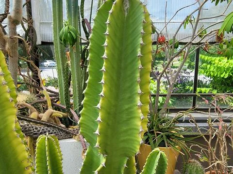 Green cactus with sharp spikes or thorns in greenhouse Stock Photos