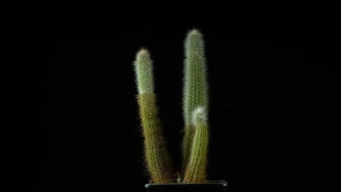 Green cactus with sharp thin needles rotates on dark background. Stock Footage 88547740
