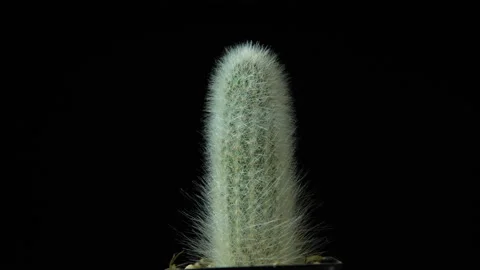 Green cactus with sharp thin needles rotates on dark background. Stock Footage 88548103