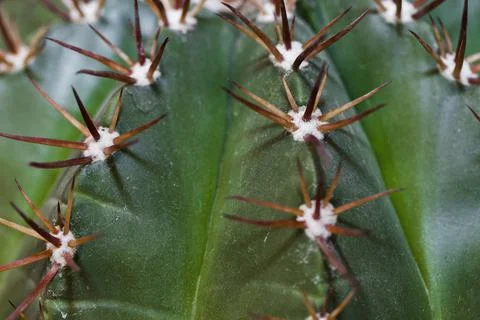 Green cactus with sharp thorns texture background Stock Photos