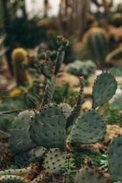Green cactus with sharp torns Stock Photos