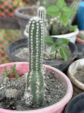 A green cactus with sharp white spines grows in potting soil within a pot; a  Foto stock
