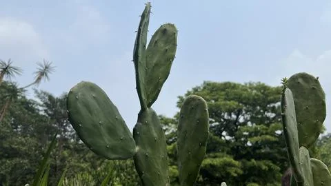 Green cactus on sky background Stock Photos