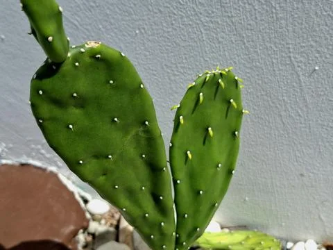 Green cactus with small spines Stock Photos