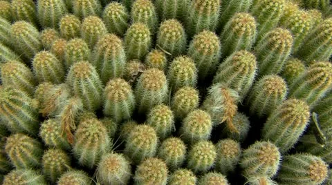 Green cactus spikes Stock Footage