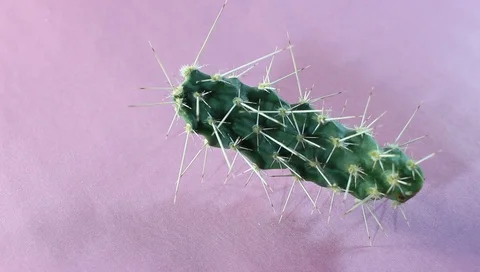 Green cactus with spines close-up on a pink background, place for text Vídeo Stock 89463545