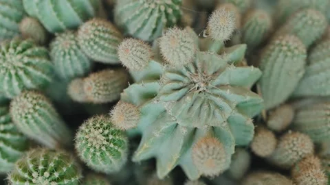 Green Cactus Succulents with Sharp Spines Close Up Stock Footage 337189842