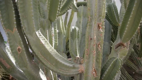 Green cactus in summer. 스톡 동영상 96855879