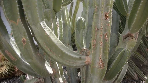 Green cactus in summer. Video stock 96856396