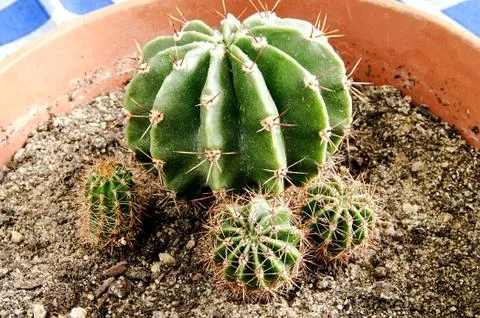 Green cactus on the table on a black background Stock Photos