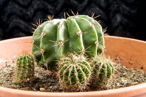 Green cactus on the table on a black background Stock Photos