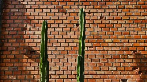 Green cactus tree with shadow on brick wall with copy space. Tree or plant Stock Photos