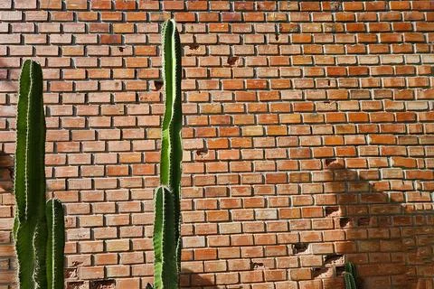 Green cactus tree with shadow on brick wall with copy space. Stock Photos