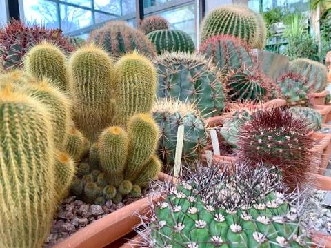 Green cactus with very sharp spines. Stock Photos