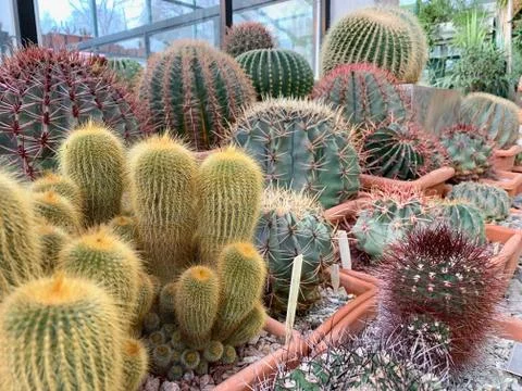 Green cactus with very sharp spines. Stock-Fotos